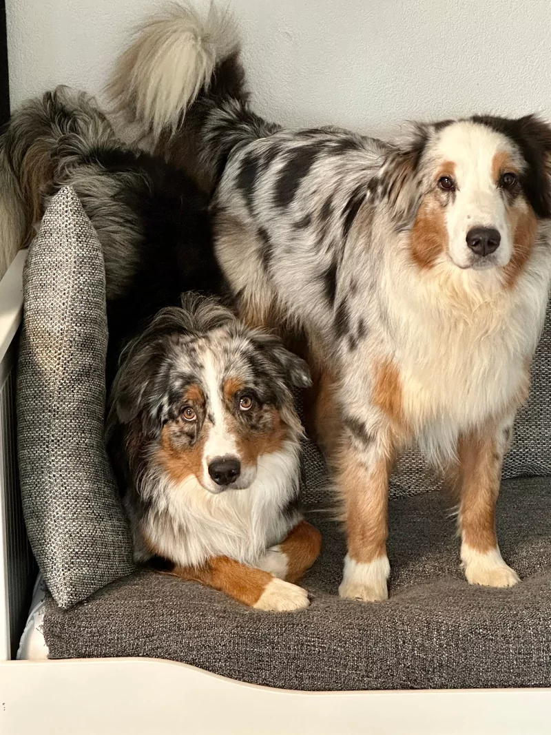 Australian Shepherd Mailo und King auf dem Sofa