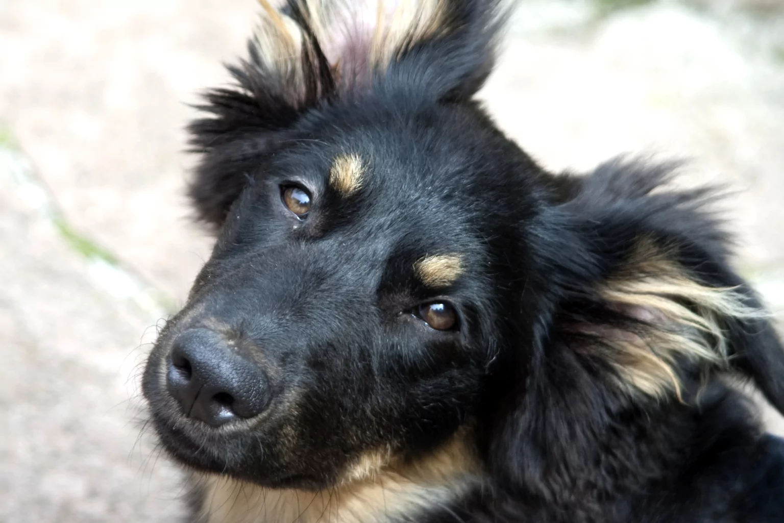 Hundeschule Wupperklick - 019ee598 77dd 76ca abd0 8e9cdbee64ca 1920