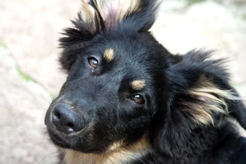 Hundeschule Wupperklick - 019ee598 77dd 76ca abd0 8e9cdbee64ca 800